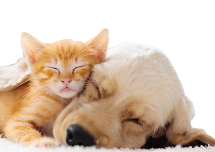 Um gatinho ruivo e um cachorrinho dourado a dormir, aninhados um no outro